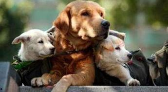 狗子黑料爆料视频大全下载,视频大全下载背后的真相